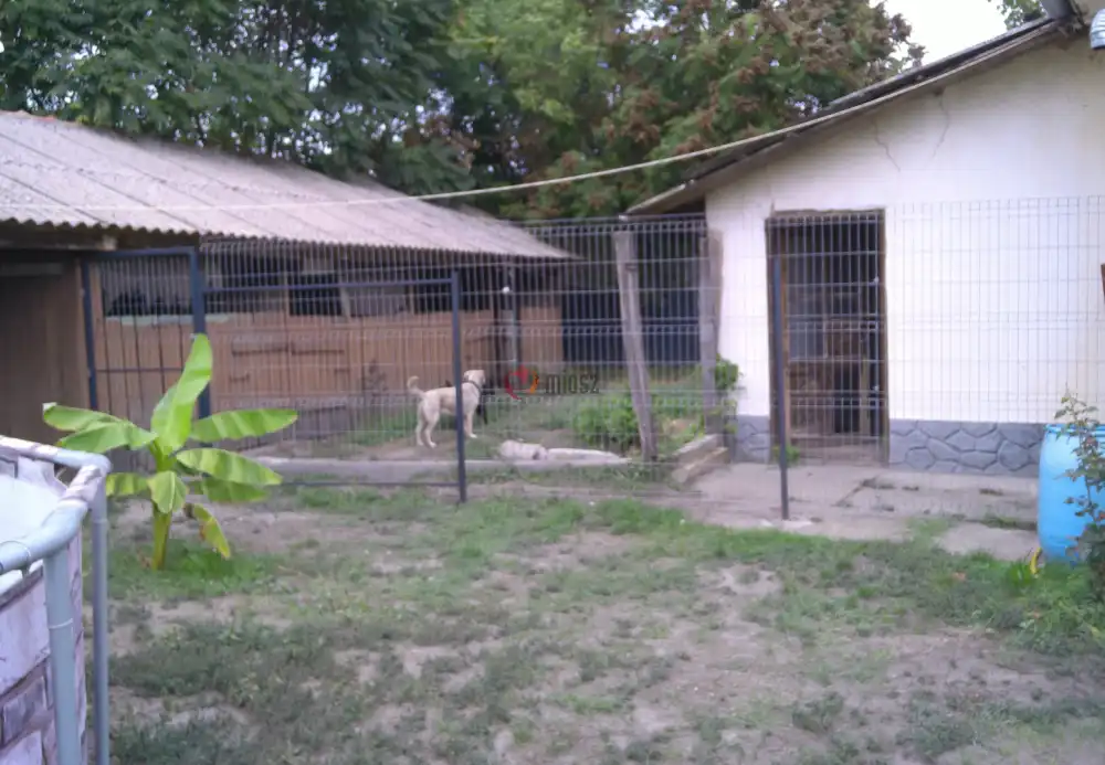 Pest megye - Albertirsa