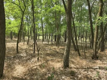 Eladó mezőgazdasági ingatlan, Mikebuda 2877 m² 3.8 M Ft